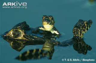 Illustration for article titled Sunday Crocodilian - Caiman yacare Edition